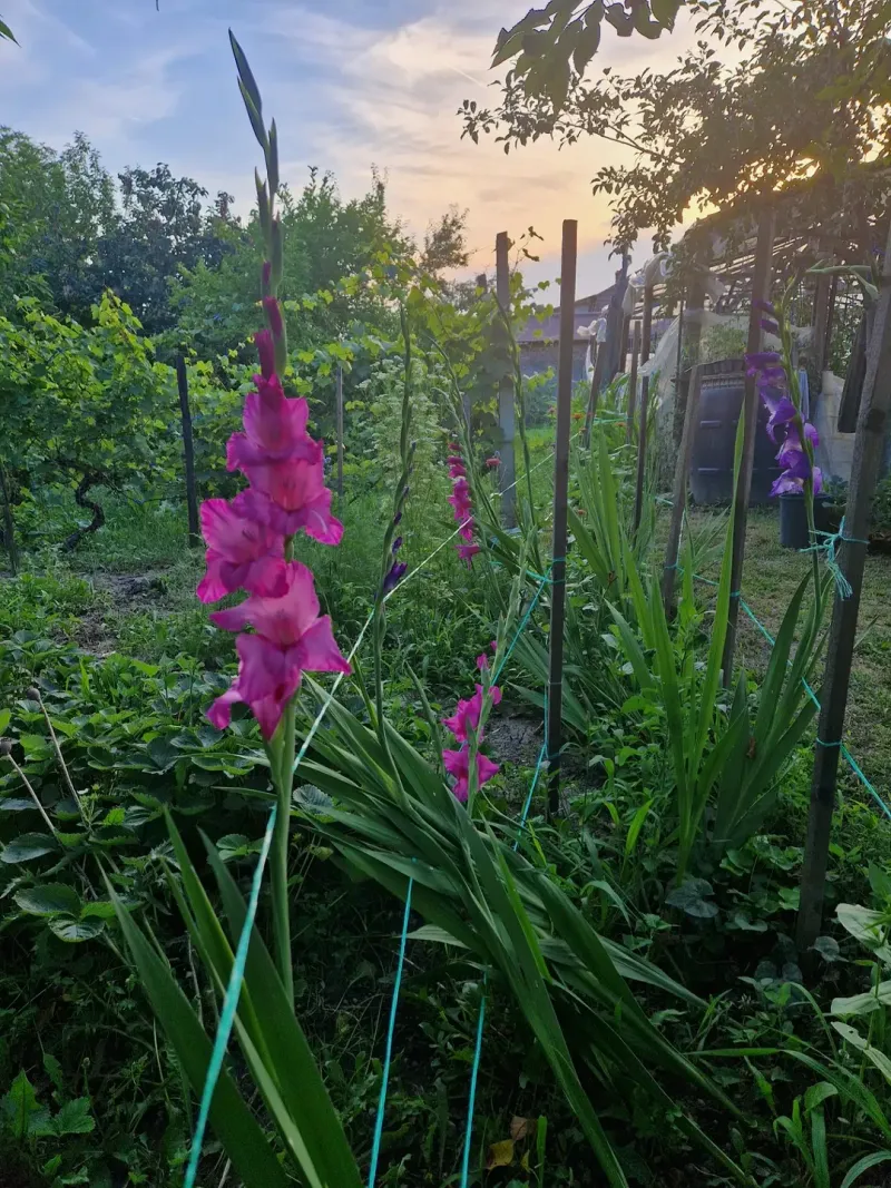 Gladiolus 