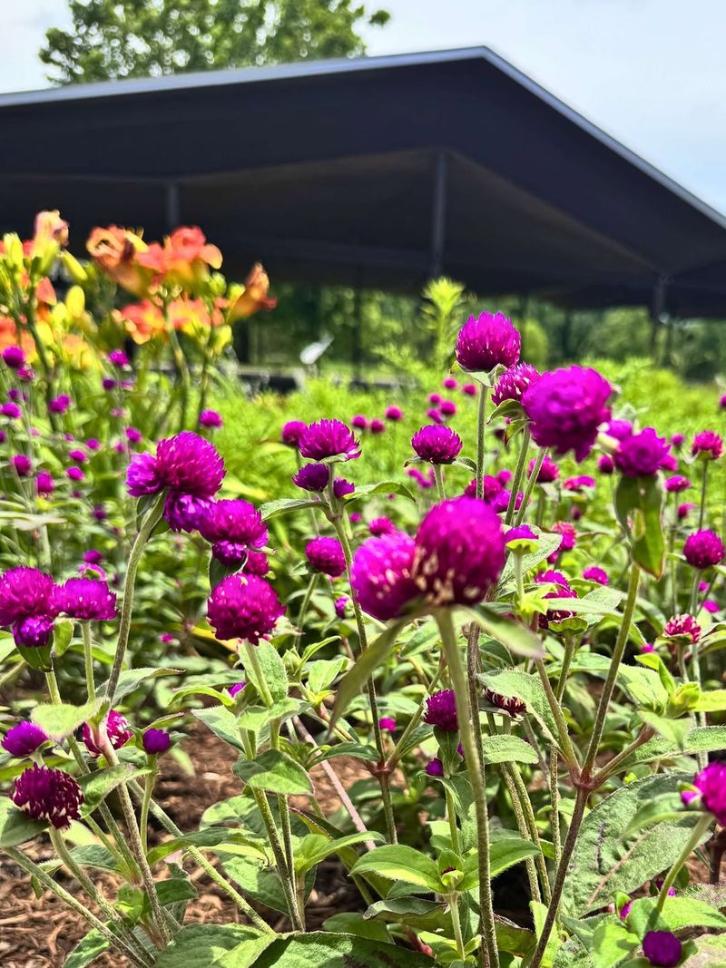 Globe Amaranth Keeps Blooming Into Fall Globe Amaranth Keeps Blooming Into Fall
