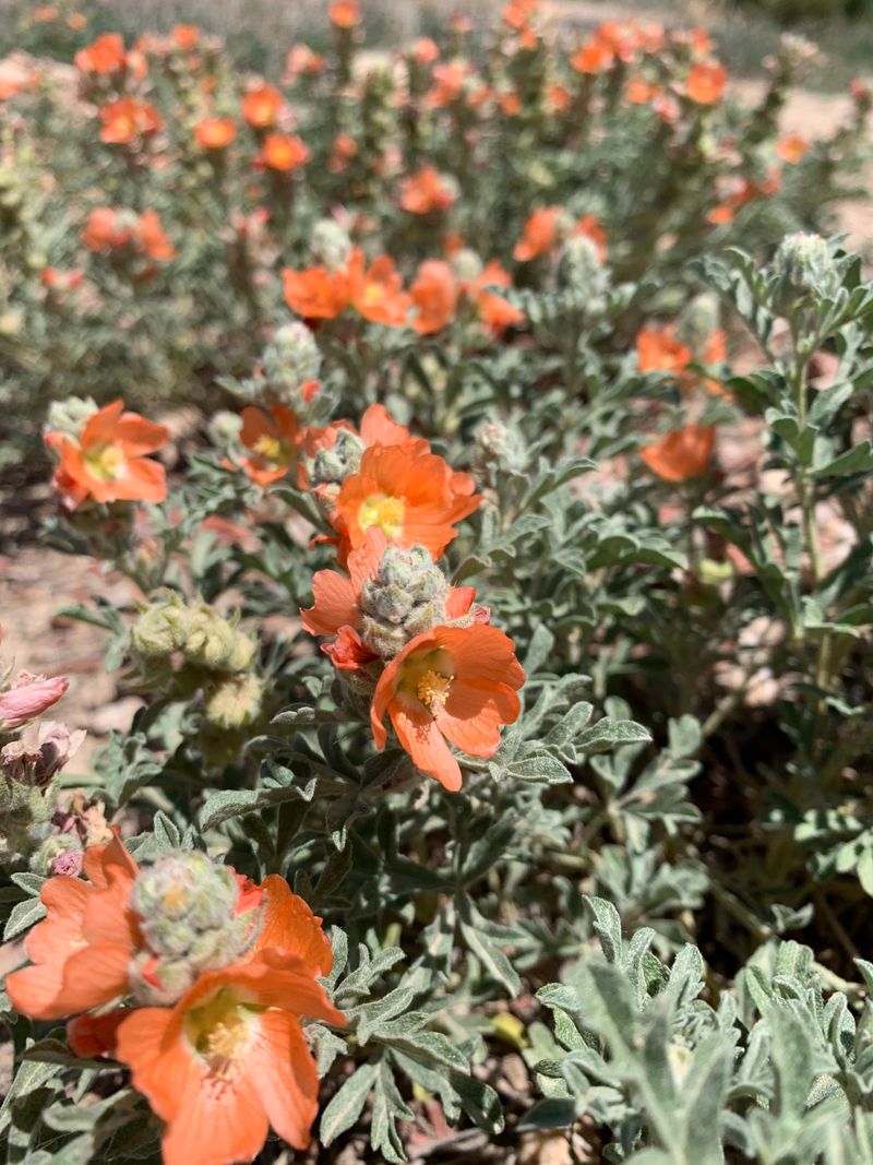 Globe Mallow Grows Through Hot Desert Summers