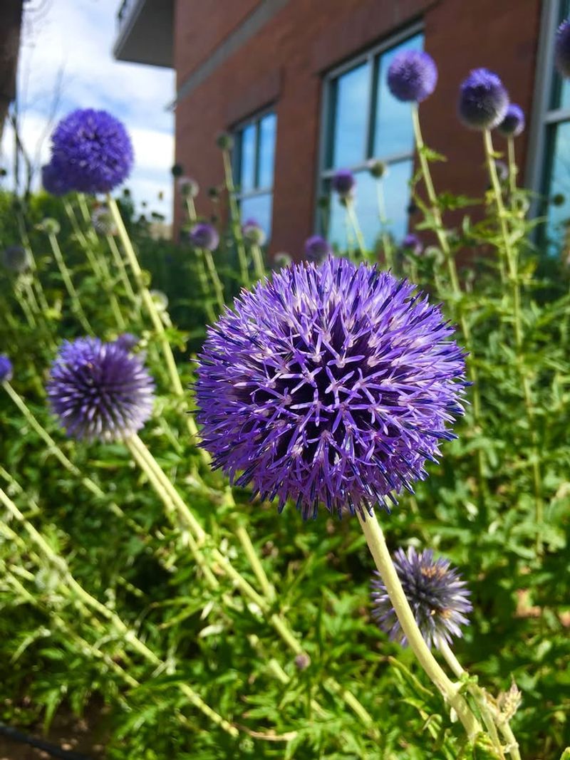 Globe Thistle Uses Coarse Texture To Discourage Browsing