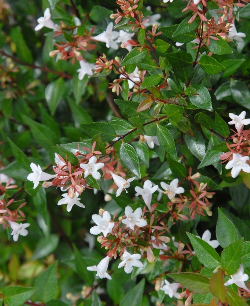Glossy Abelia Blooms Through Summer Glossy Abelia Blooms Through Summer