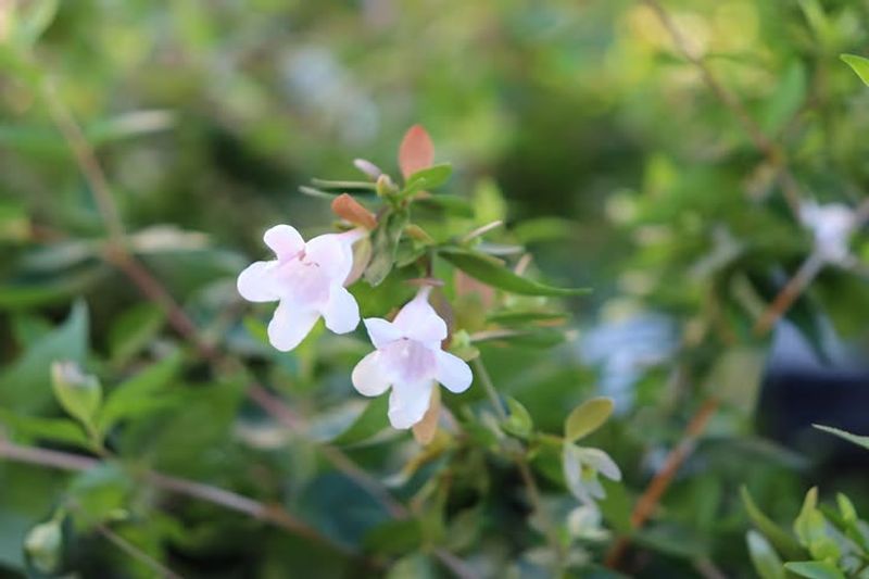 Glossy Abelia Glossy Abelia