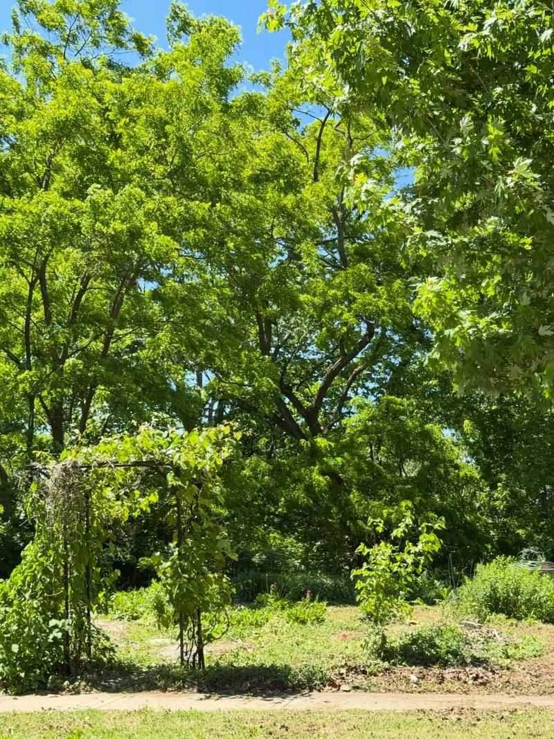 Go Native Tree Farm - Manheim Go Native Tree Farm - Manheim