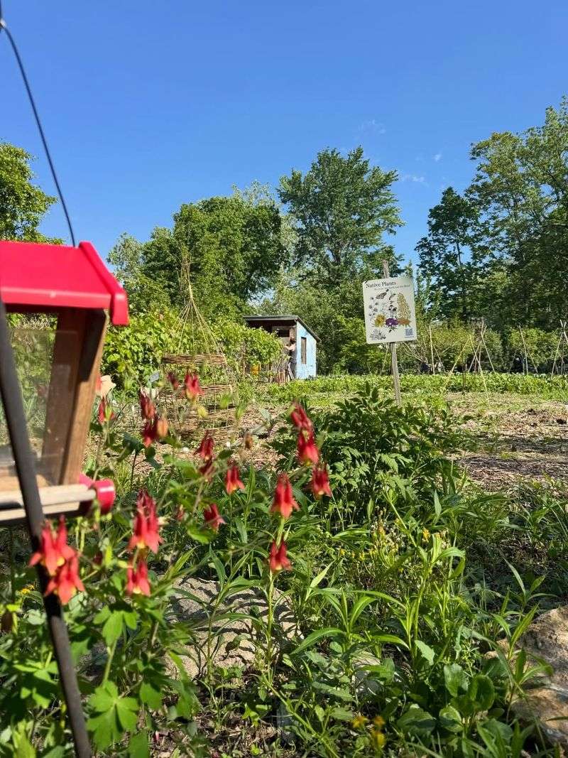 Go Native Tree Farm - Manheim