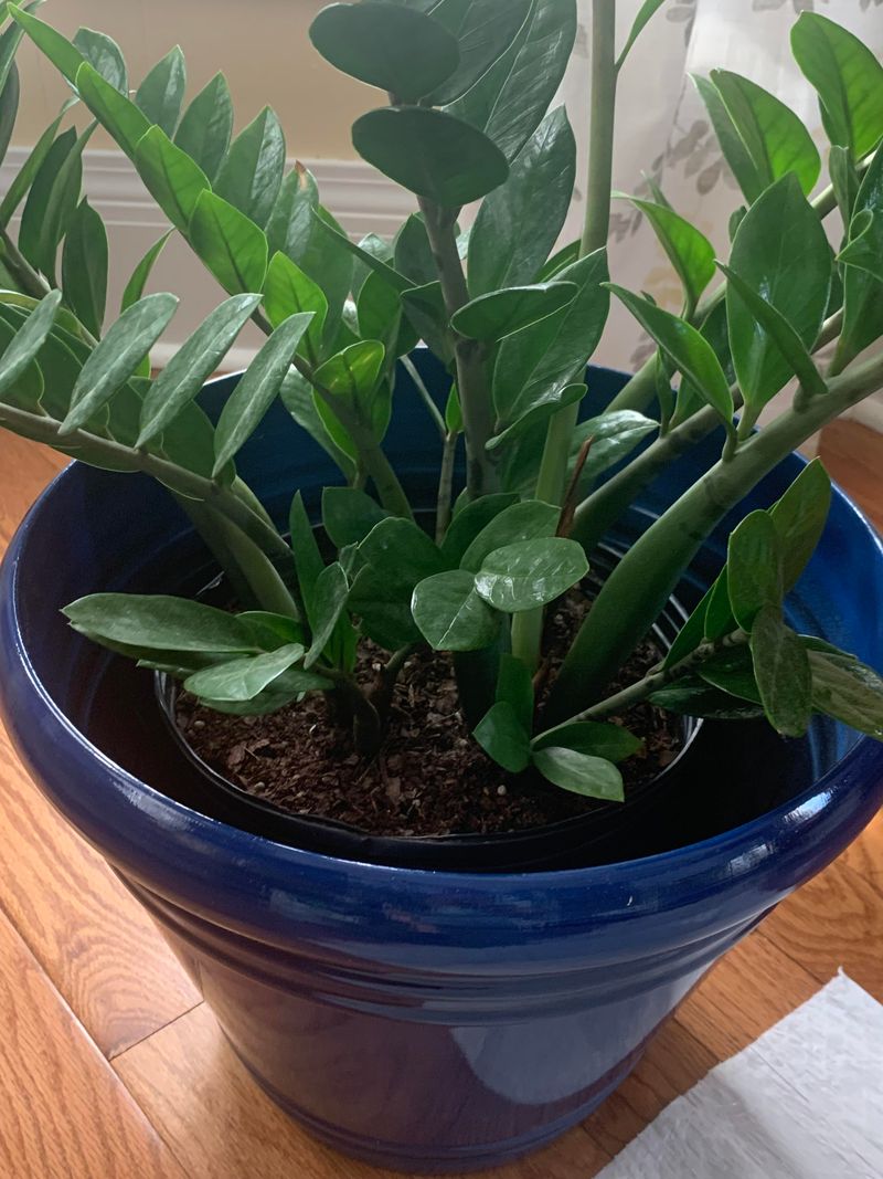 Go Up Just One Pot Size