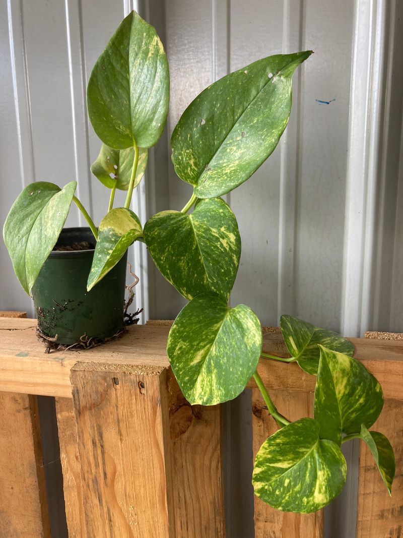 Golden Pothos Survives Low Light Golden Pothos Survives Low Light