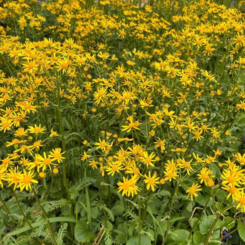 Golden Ragwort Golden Ragwort