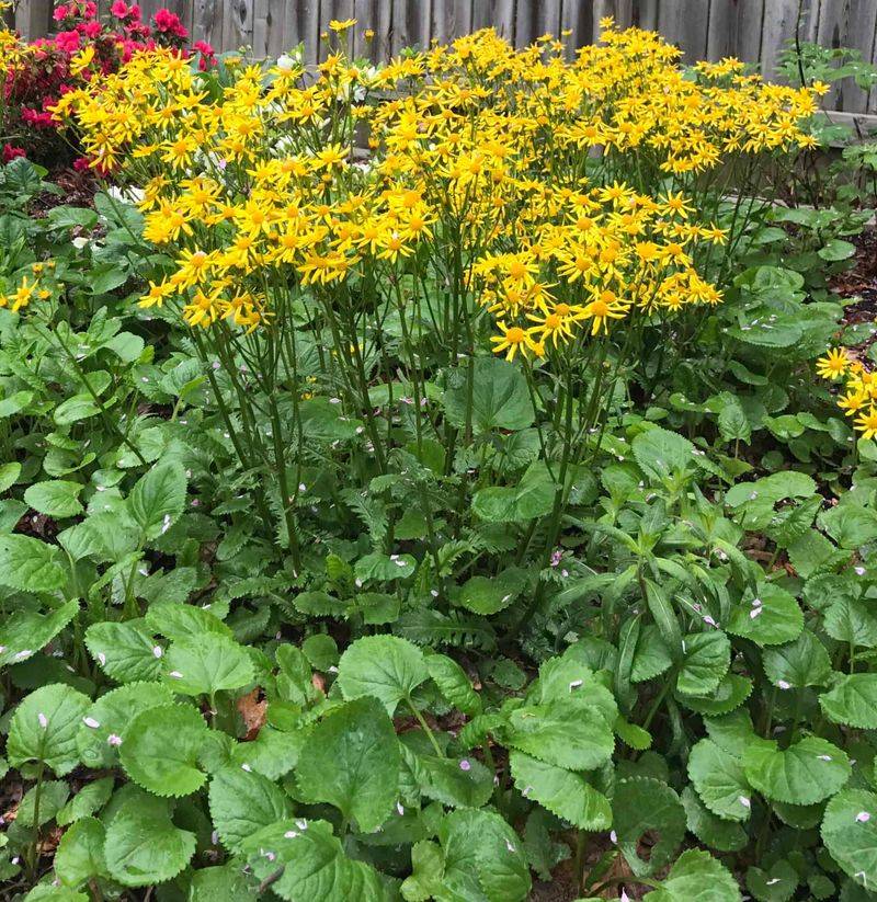 Golden Ragwort Blooms Bright While Choking Out Chickweed