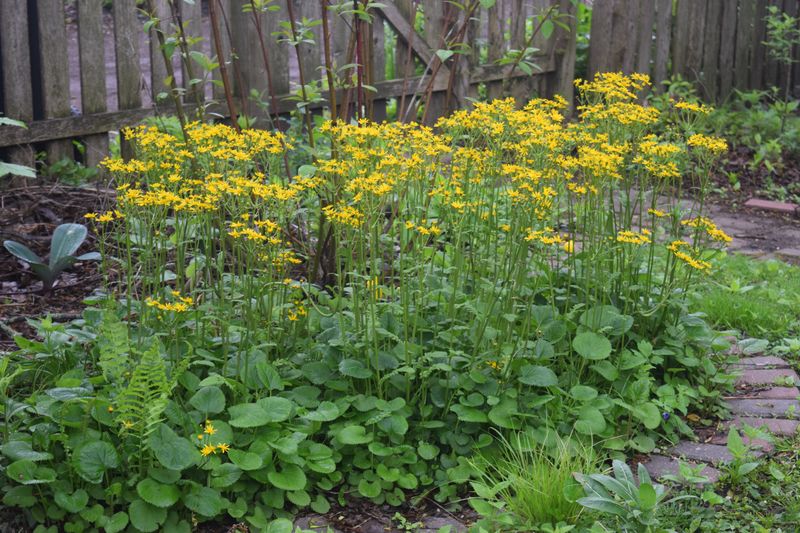 Golden Ragwort Fills Fast And Fights Wet