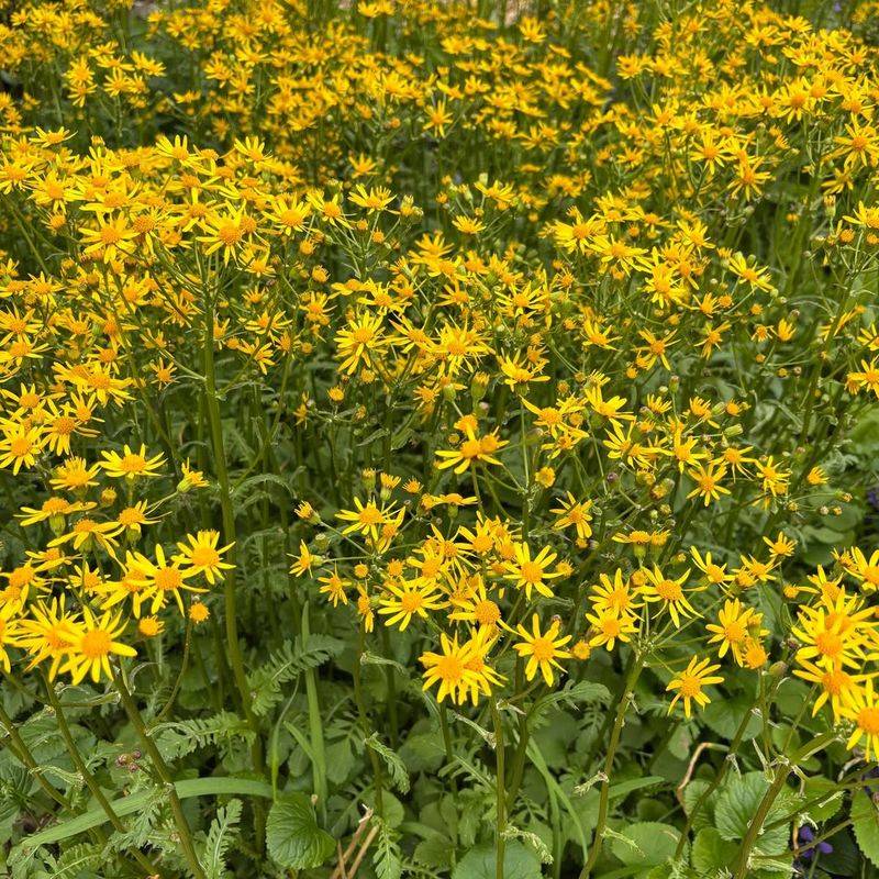 Golden Ragwort (Packera Aurea)