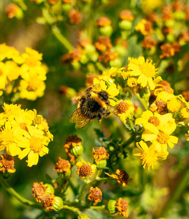 Golden Ragwort Golden Ragwort