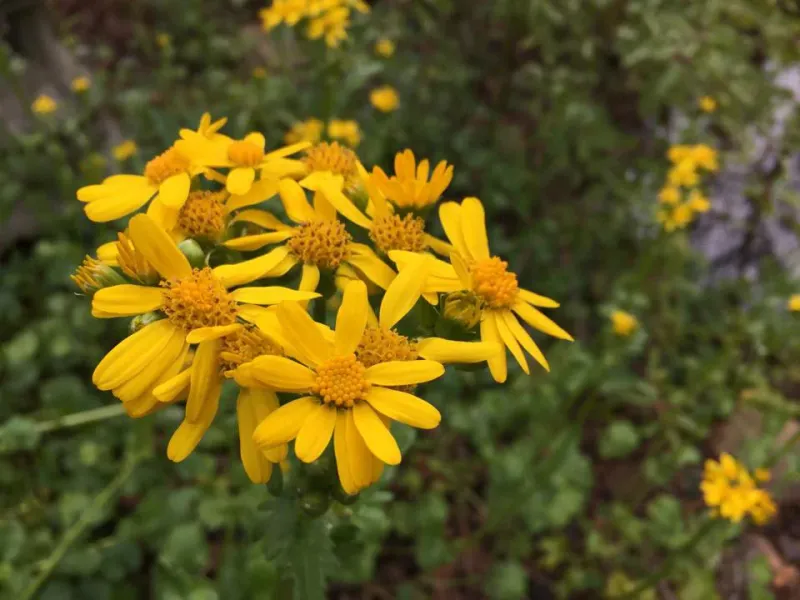 Golden Ragwort Golden Ragwort