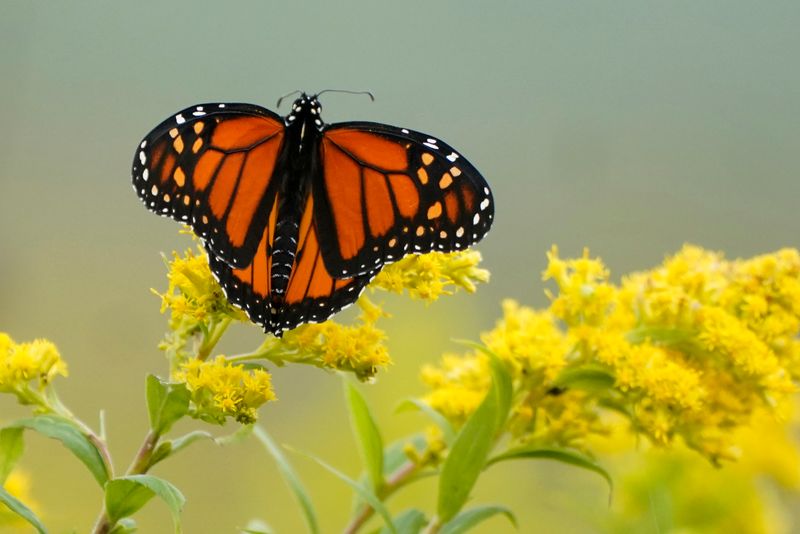 Goldenrod Goldenrod