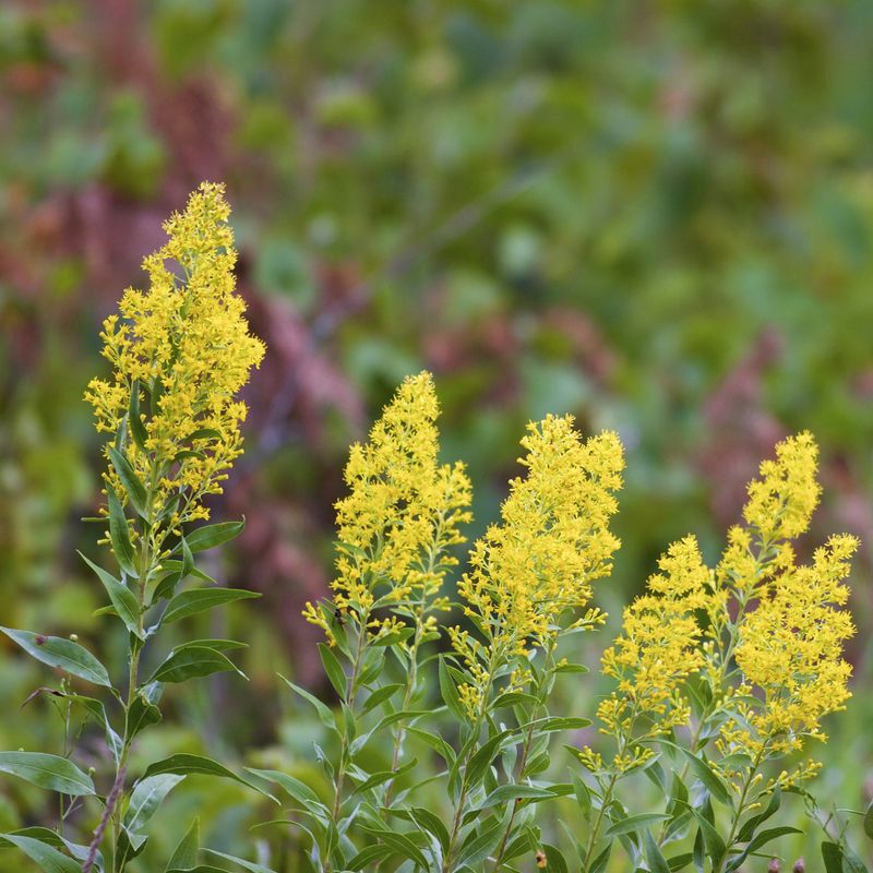 Goldenrod Clumps Can Be Thinned Before Fall