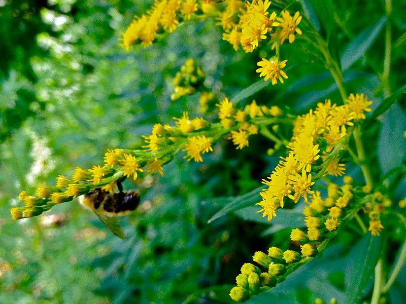 Goldenrod Feeds The Bees When Nothing Else Does