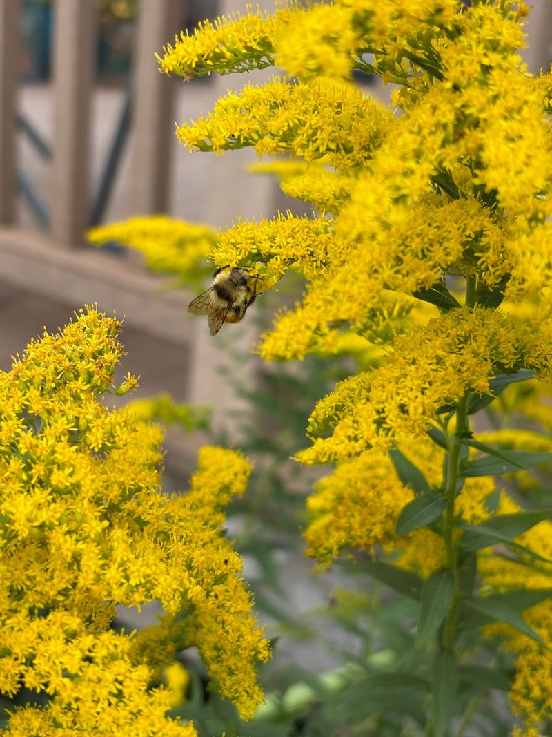 Goldenrod Fires Up The Fall Insect Supply Goldenrod Fires Up The Fall Insect Supply