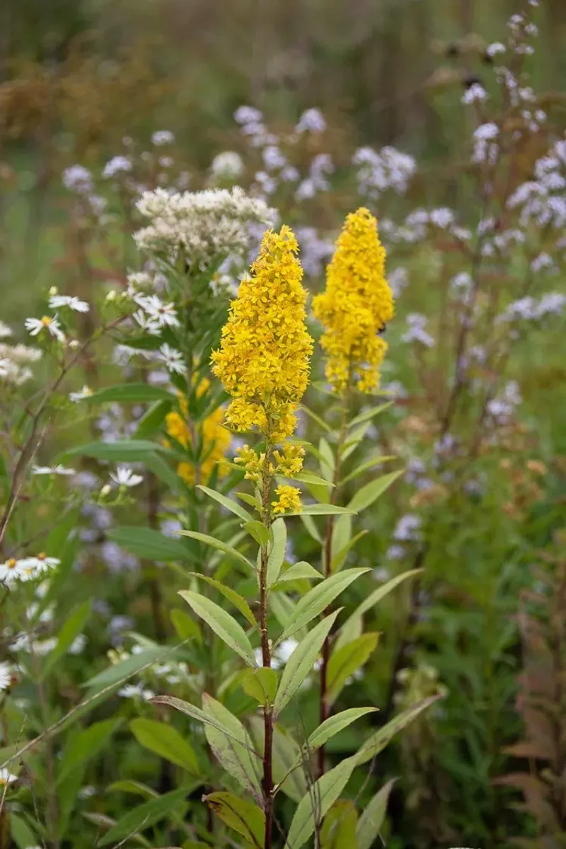 Goldenrod Gets Blamed For Allergies It Never Caused