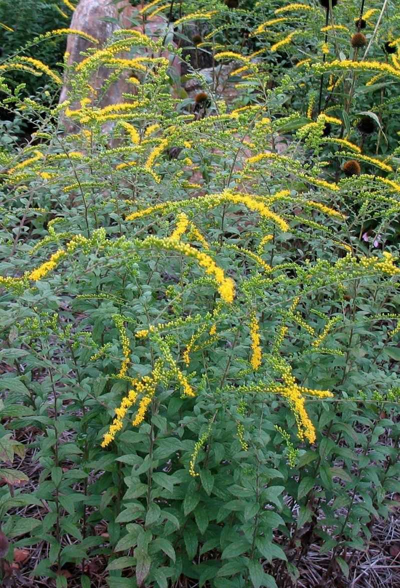 Goldenrod Lights Up Fall And Does Not Cause Sneezes Goldenrod Lights Up Fall And Does Not Cause Sneezes