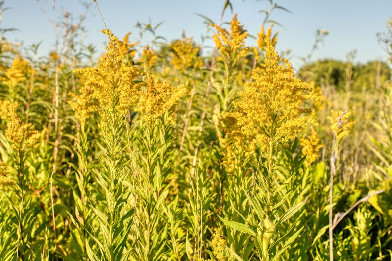Goldenrod Goldenrod