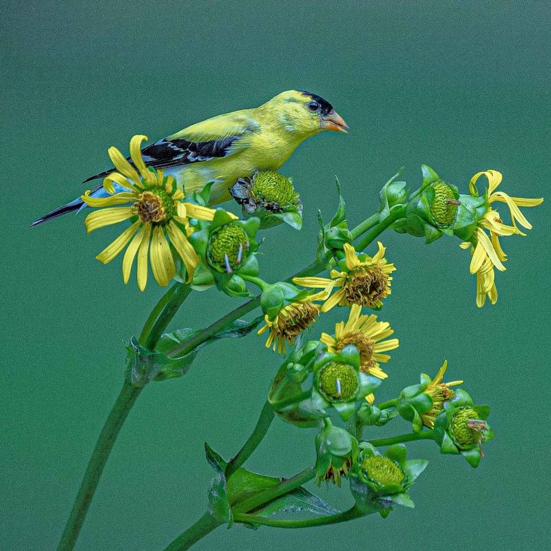 Goldfinches Are Seed Specialists