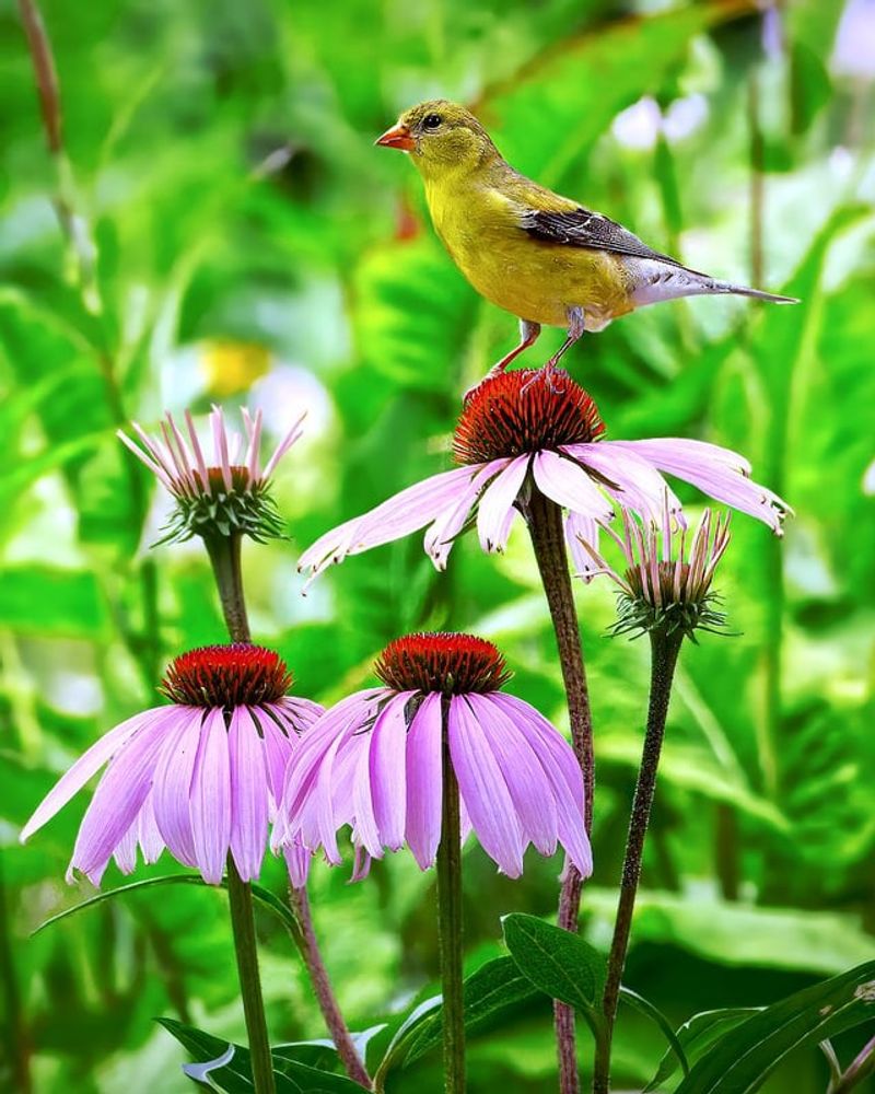 Goldfinches Return To The Same Seed Heads Through Late Summer Goldfinches Return To The Same Seed Heads Through Late Summer
