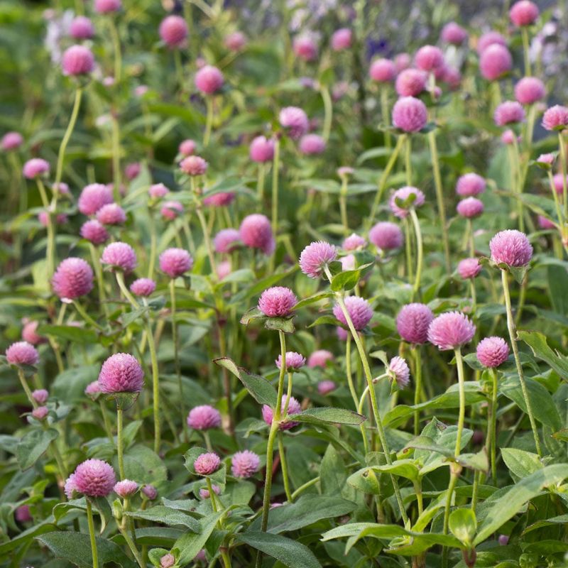 Gomphrena Gomphrena