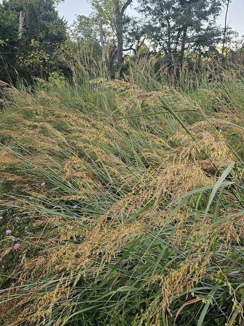 Good Drainage Helps Grasses Stand Better Good Drainage Helps Grasses Stand Better