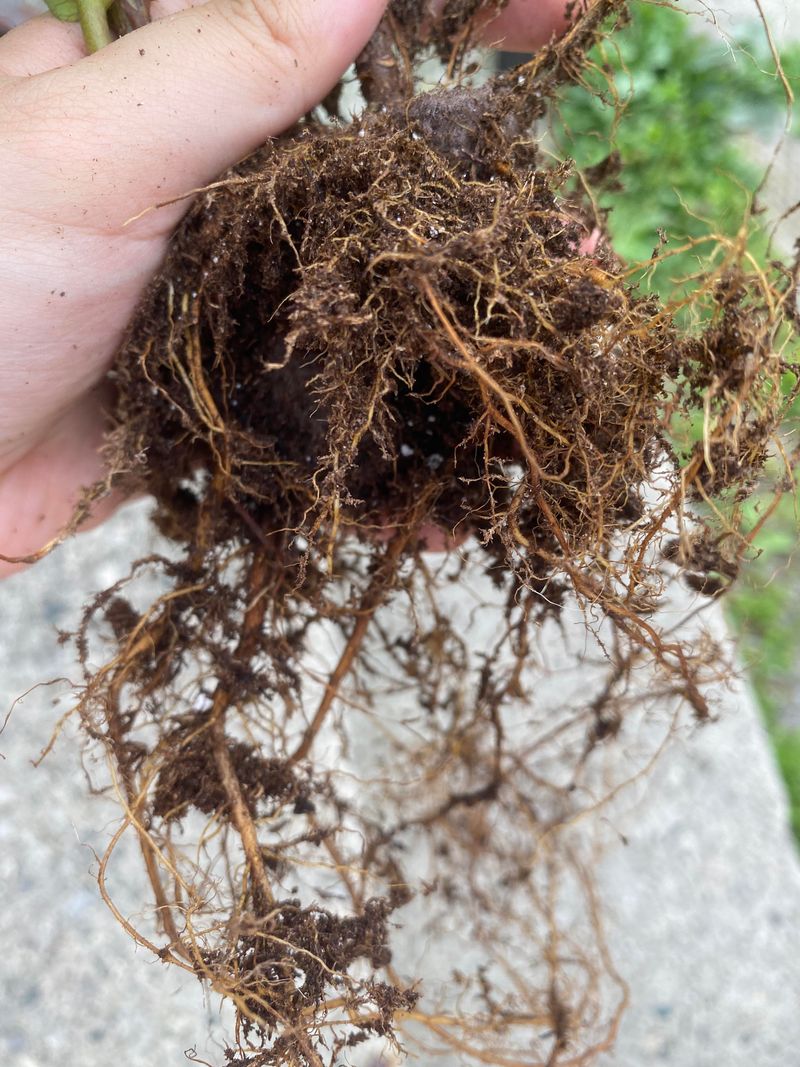 Good Drainage Kept Roots Comfortable