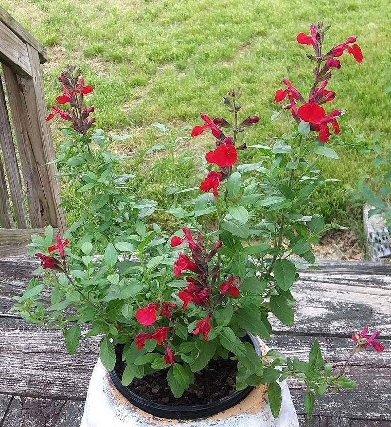 Good Drainage Matters In Porch Pots