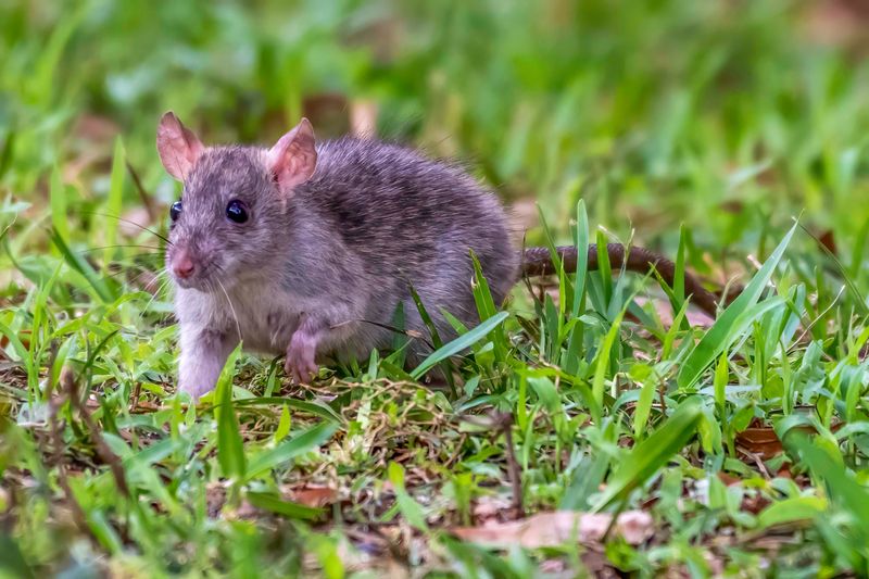 Good Sanitation Keeps Rats Less Comfortable