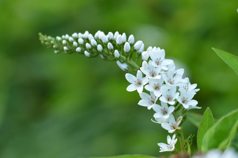 Gooseneck Loosestrife (Lysimachia Clethroides)