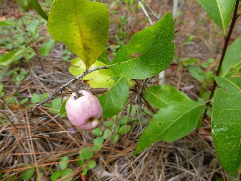 Gopher Apple Offers High-Value Native Forage