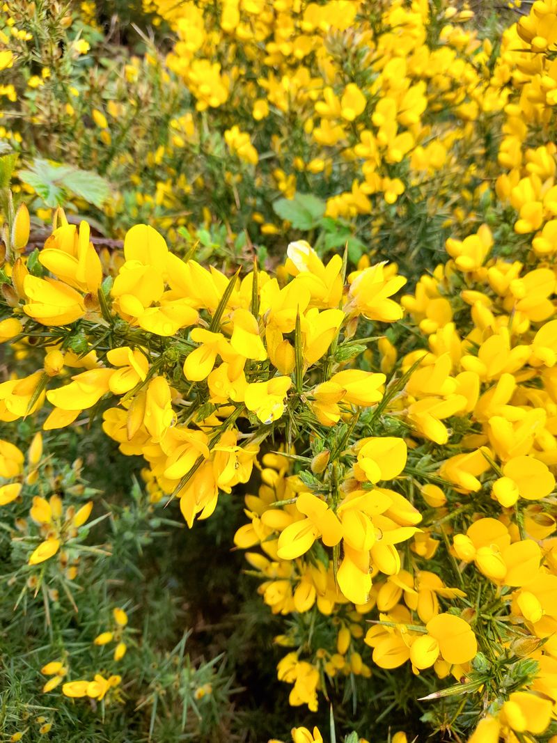 Gorse Pushes Beyond Coastal Roadsides Gorse Pushes Beyond Coastal Roadsides
