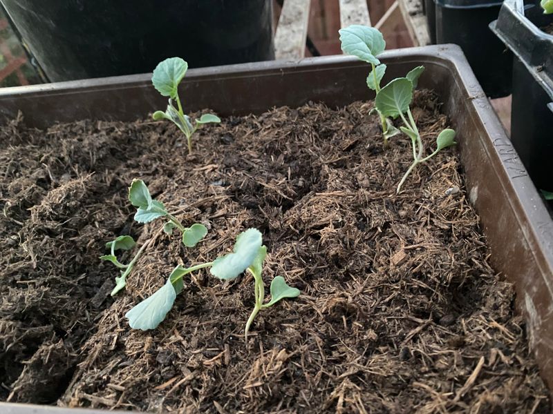 Gradual Outdoor Adjustment Protects The Transplants Gradual Outdoor Adjustment Protects The Transplants