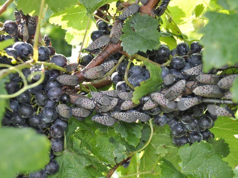 Grapes And Fruit Plants Need Extra Attention