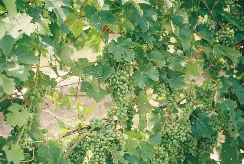 Grapevines Grapevines