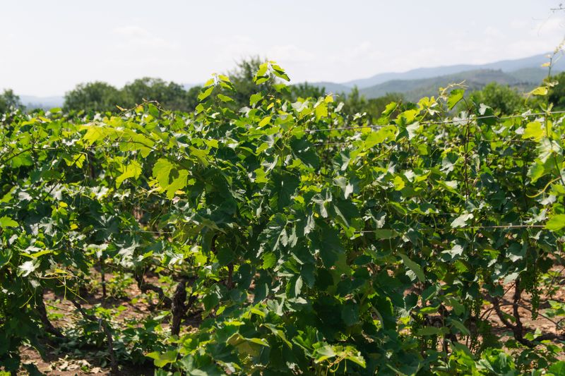 Grapevines