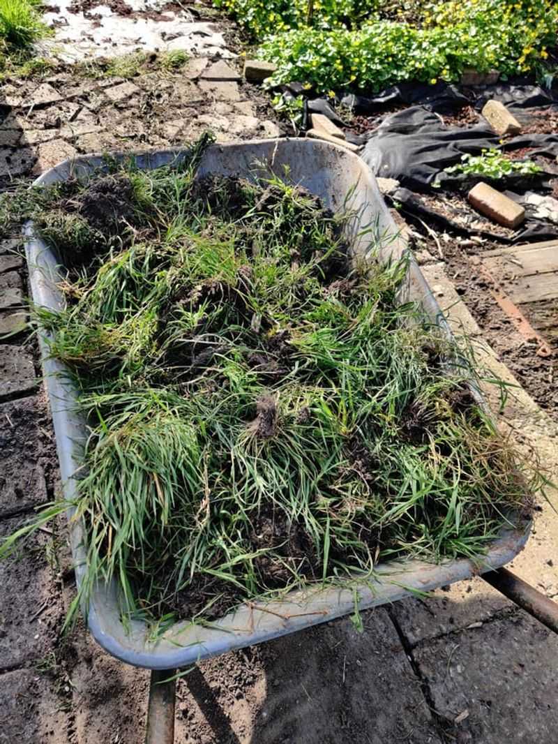 Grass Clippings Can Reduce New Weed Growth Grass Clippings Can Reduce New Weed Growth