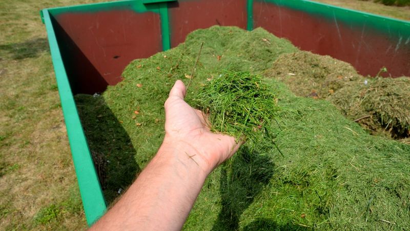 Grass Clippings Feed Soil When Used Thinly Grass Clippings Feed Soil When Used Thinly