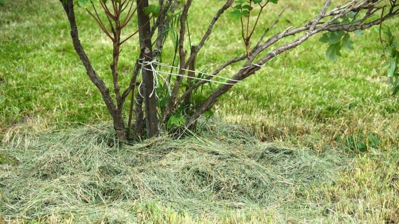 Grass Clippings Help August Soil Hold Moisture Grass Clippings Help August Soil Hold Moisture