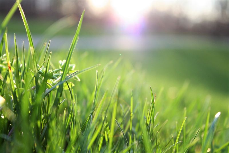 Grass Grows Slower Without Synthetic Fertilizer Grass Grows Slower Without Synthetic Fertilizer