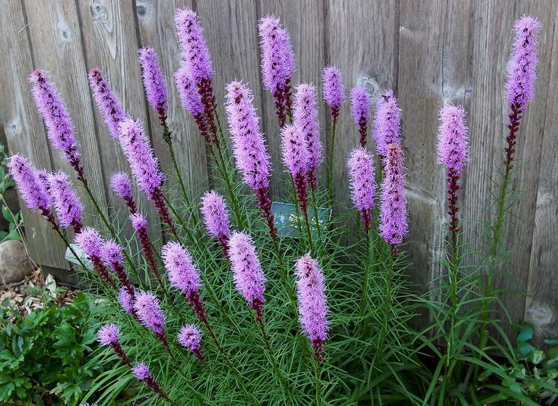 Grass Leaved Blazing Star Grass Leaved Blazing Star