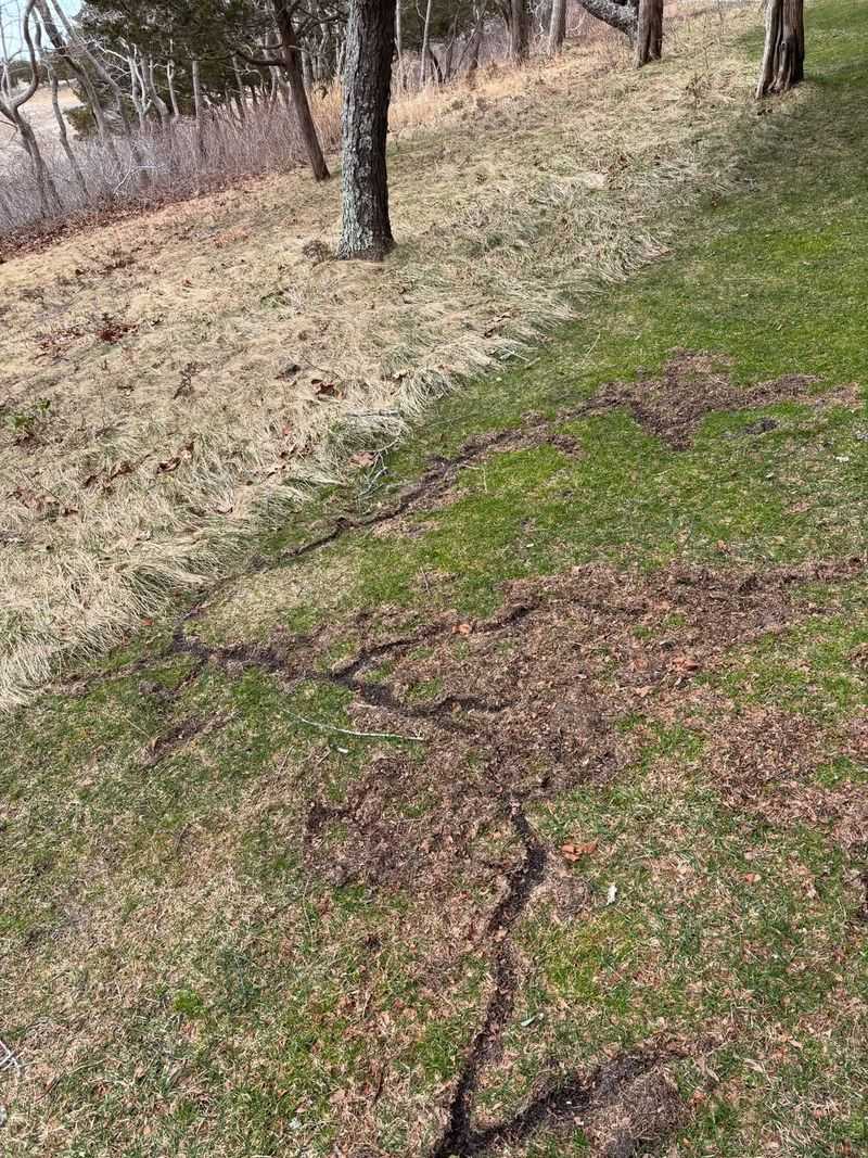 Grass Looks Clipped At The Base Grass Looks Clipped At The Base