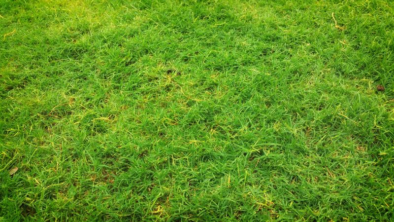 Grass Type Determines Long-Term Heat Tolerance Grass Type Determines Long-Term Heat Tolerance