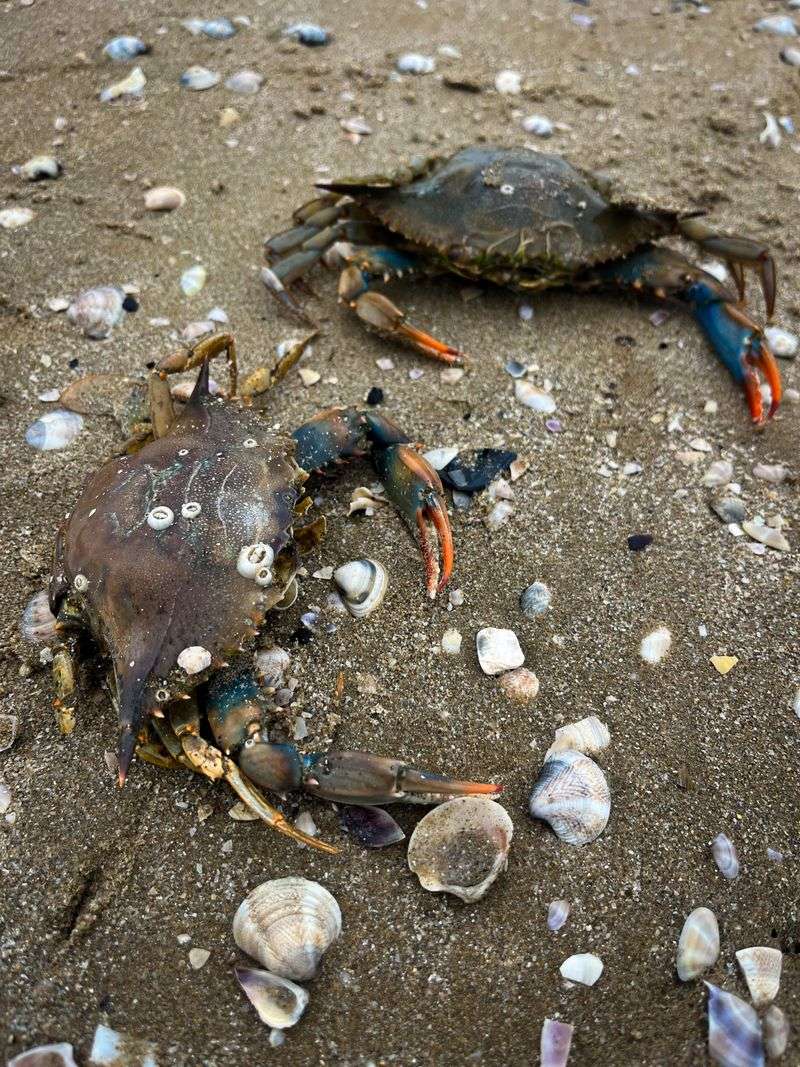 Grasses Disappear, Reducing Shelter For Crabs