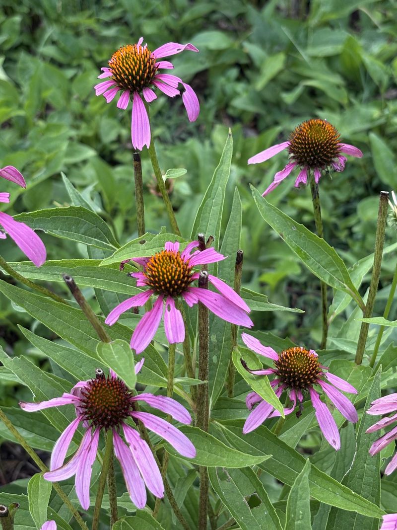 Grasshoppers And Katydids Can Leave Ragged Petals