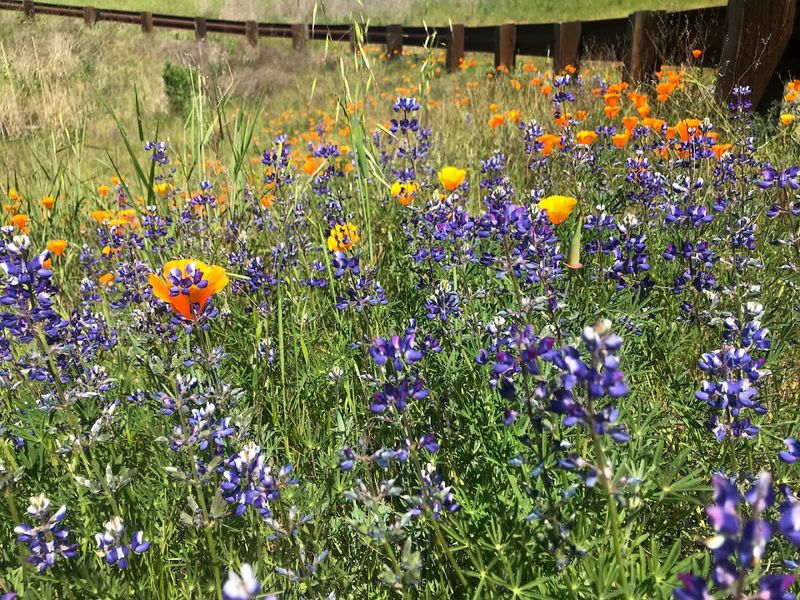 Grassroots Ecology Grows Local Peninsula Natives Grassroots Ecology Grows Local Peninsula Natives