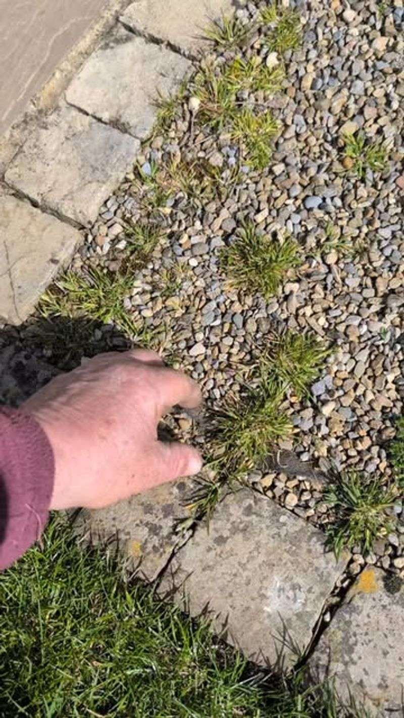 Gravel Can Collect Weeds And Soil