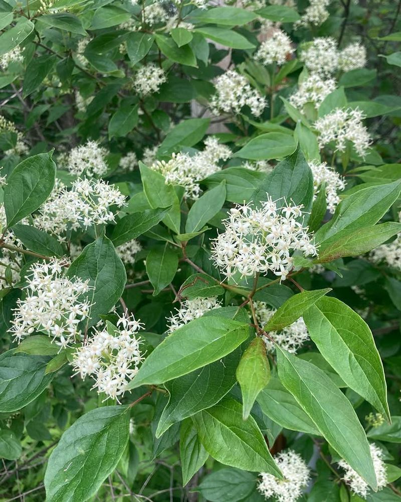Gray Dogwood Gray Dogwood