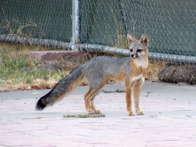 Gray Foxes Often Hunt After Sunset